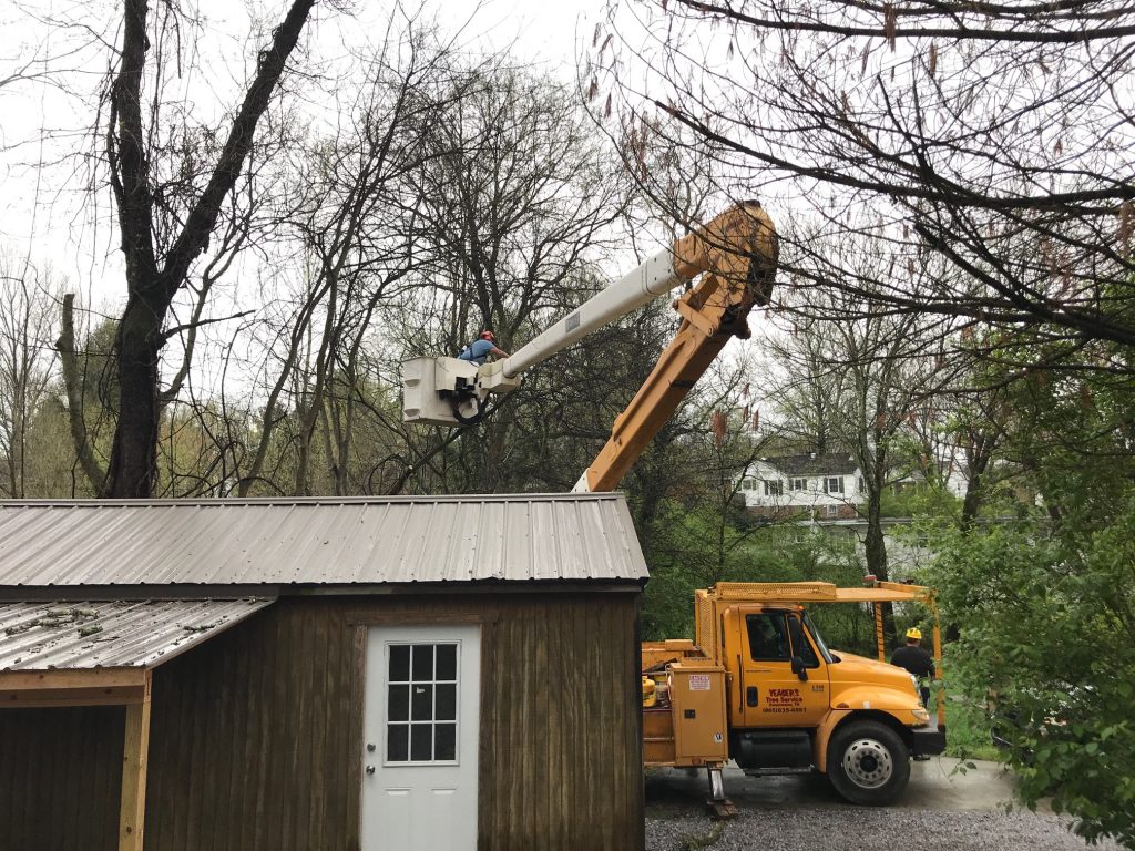 Professional Tree Service in Knoxville