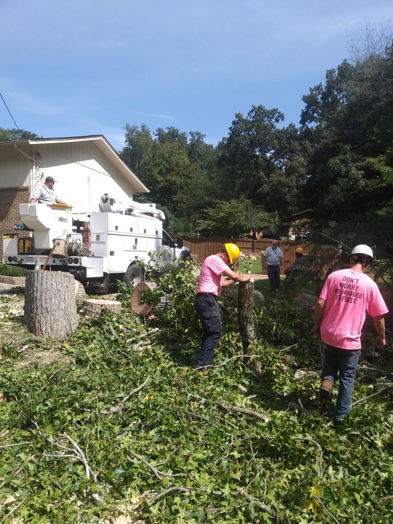 Tree service in Knoxville, TN