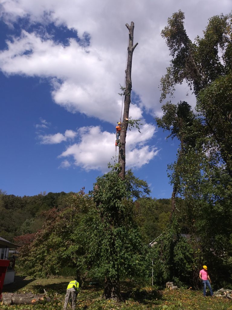 Tree service in Knoxville, TN