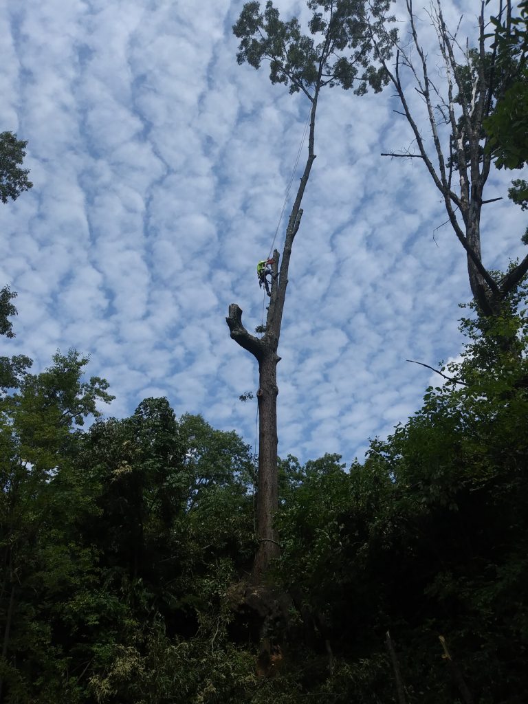 Tree service in Knoxville, TN