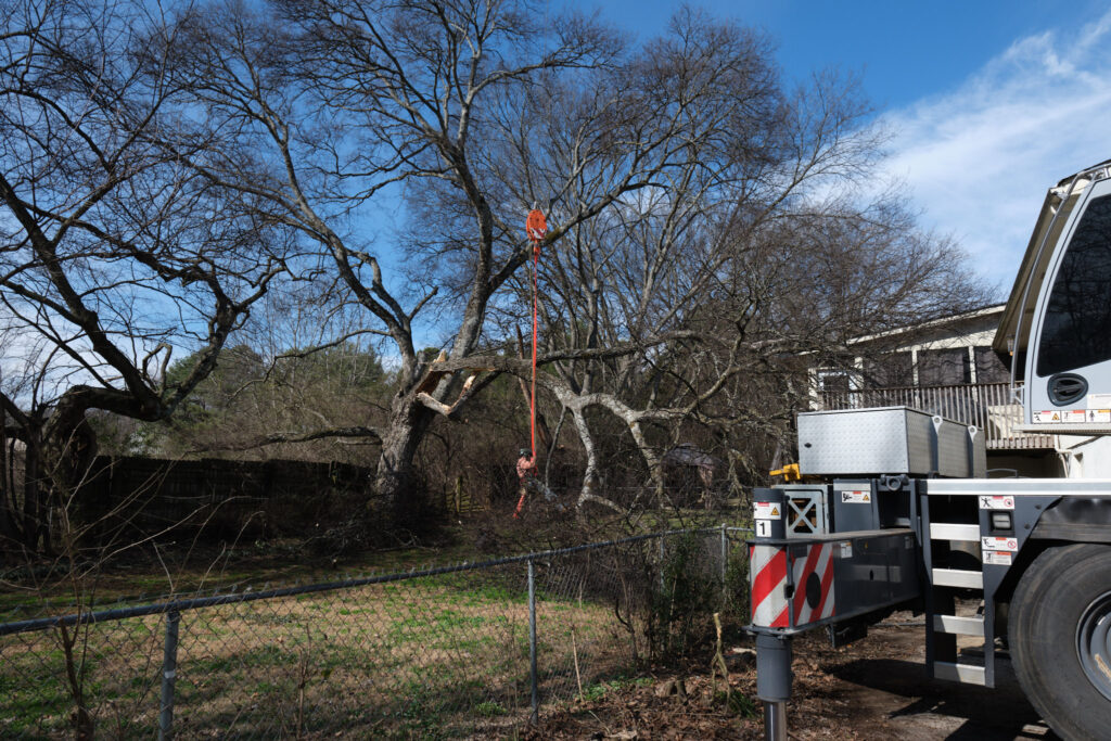 Expertree Service Knoxville