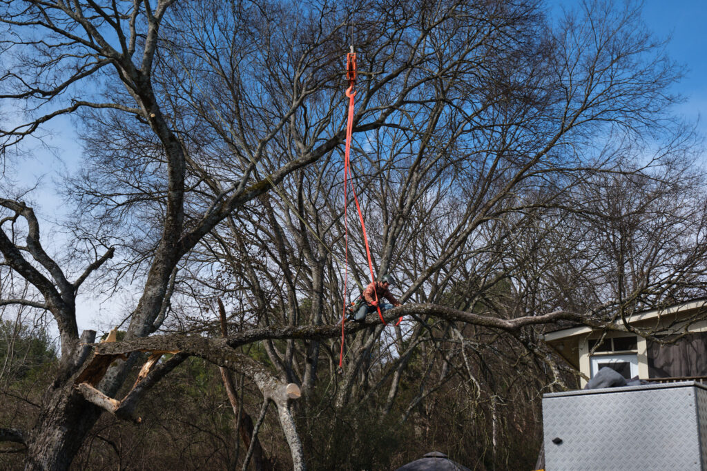 Expertree Service Knoxville