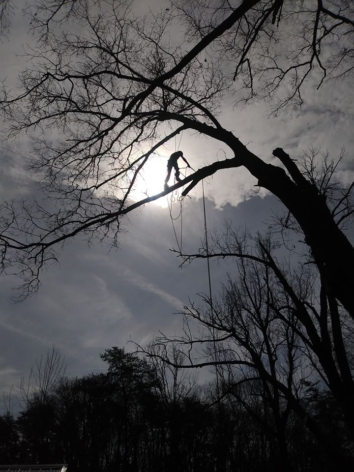 Tree Service in Knoxville